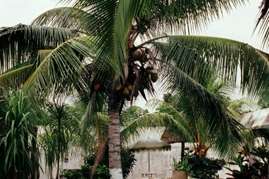 pexels-candeliar-polaris-1015375776-20364335